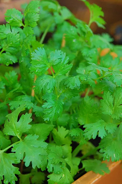 cilantro