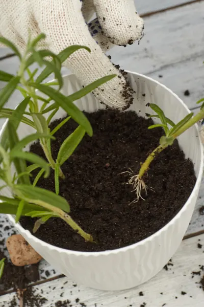 potting herbs