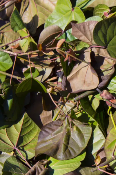 clippings for compost