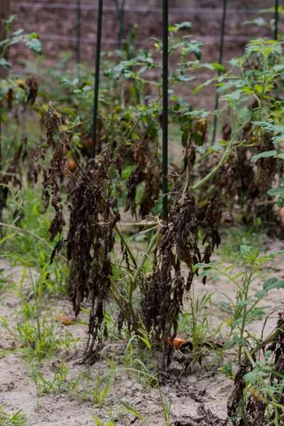 removing spent vegetable plants