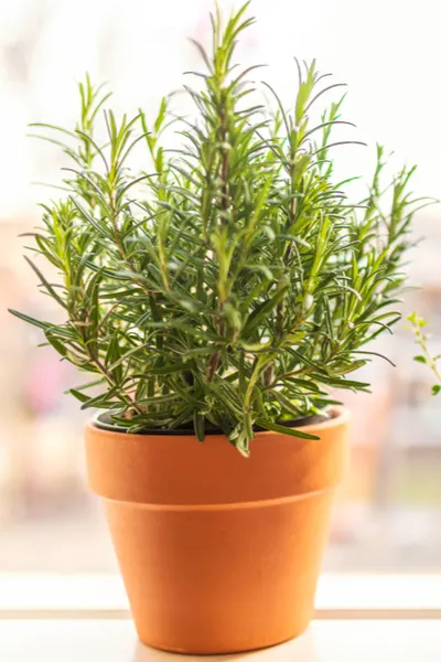 How To Re-Pot & Bring Herbs Indoors To Grow And Use All Winter Long!