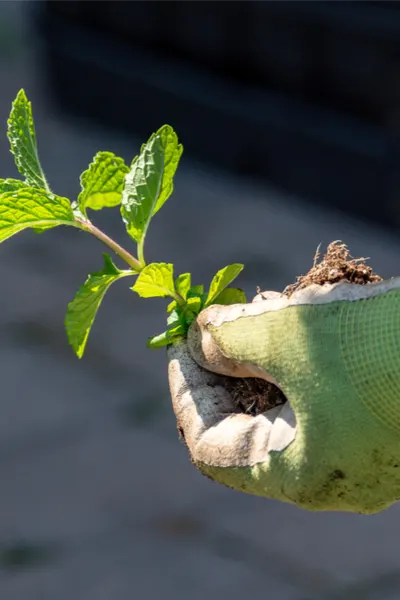 bringing mint indoors