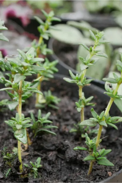rosemary - bring herbs indoors