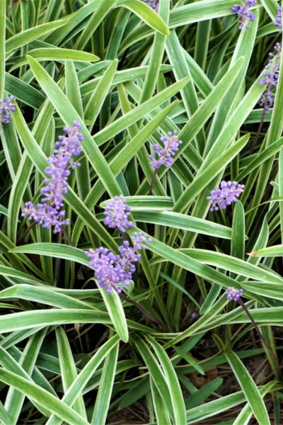 variegated liriope