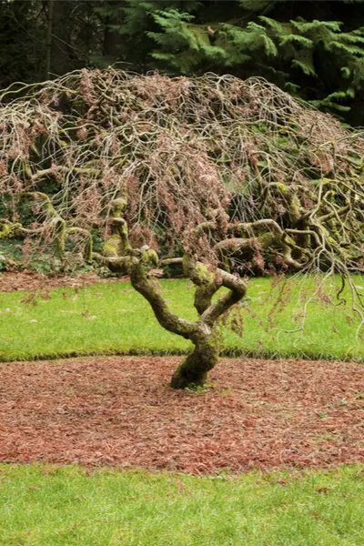 japanese elm tree roots