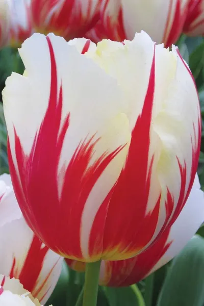 Carnival Del Rio Tulip Bulb