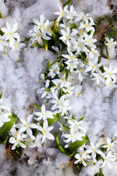 fall planted bulbs - glory of the snow