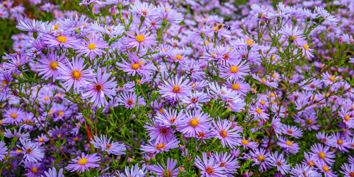 how to grow asters