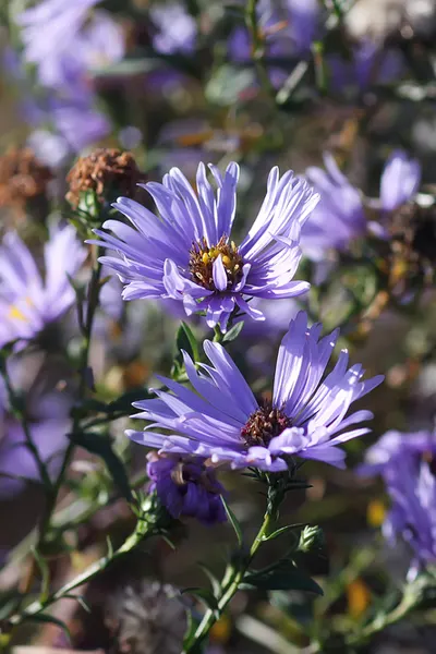 how to grow asters