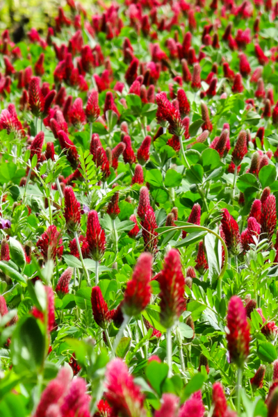 crimson clover - cover crop