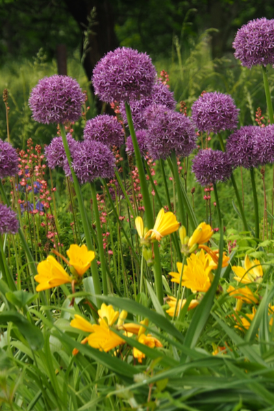 fall perennial flower swaps