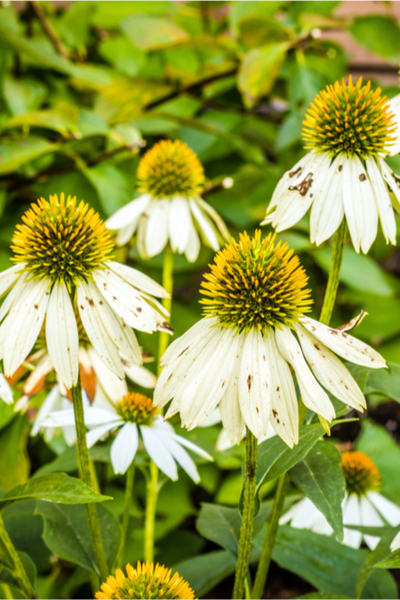 fertilizing fall perennials