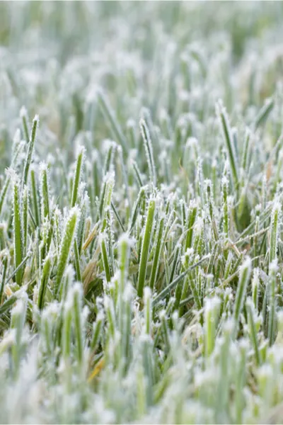 how to mow the grass before winter