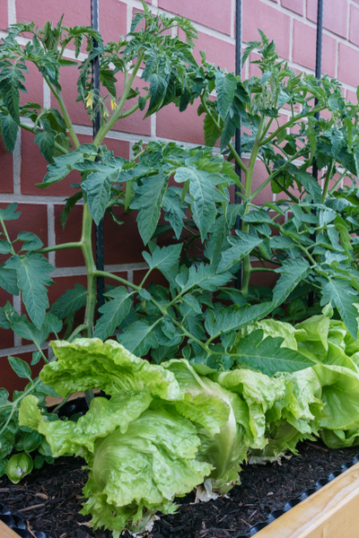 recharging raised bed soil