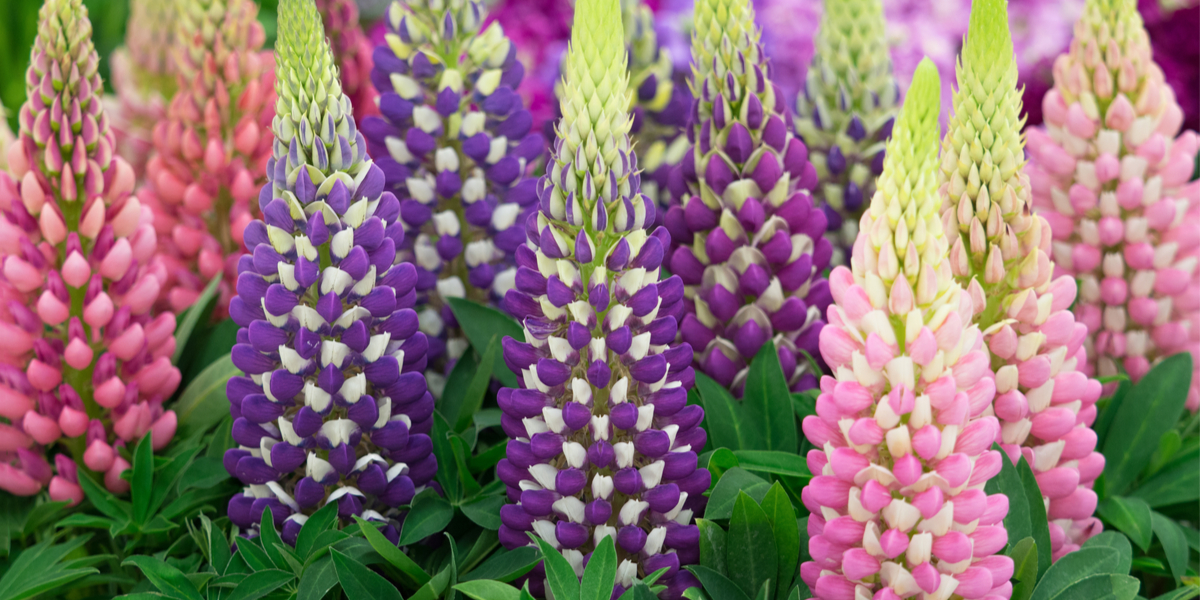 how to grow lupines
