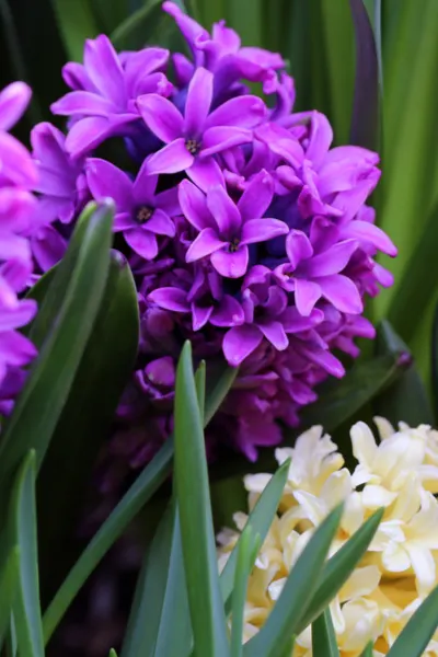 hyacinth bulbs blooming