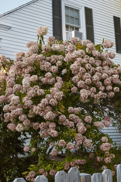 fall hydrangea care