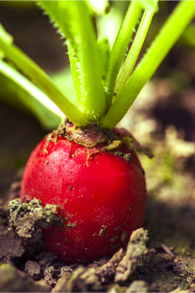 radishes in cold weather