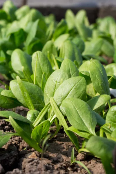 growing vegetables in a cold frame - spinach