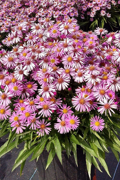 Wood's pink aster