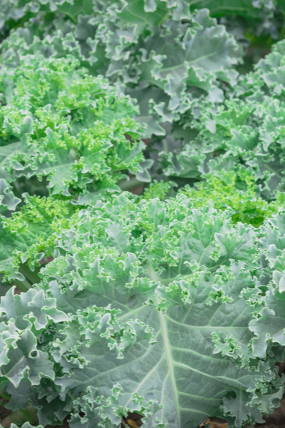 kale growing