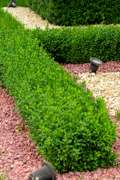 Growing Boxwood Shrubs How To Add, Small Round Bushes For Landscaping