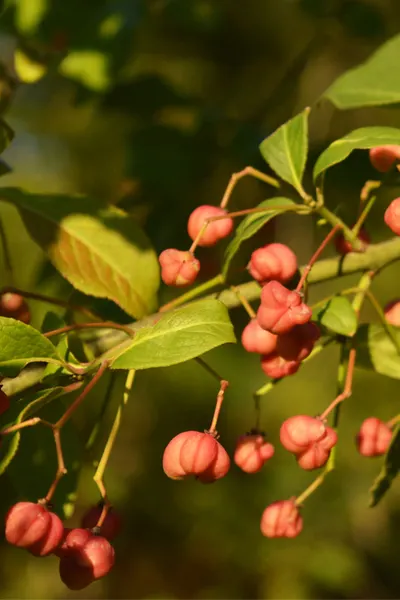 burning bush shrub fruit