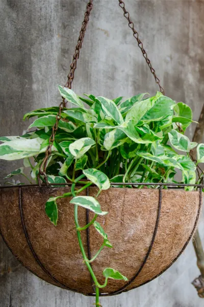 hanging basket from house plants