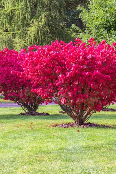 growing burning bushes