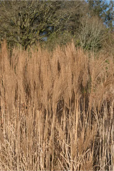 ornamental grass clean up