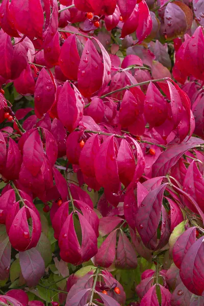 Are burning bush berries poisonous store to dogs