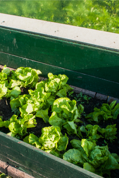 growing in a cold frame