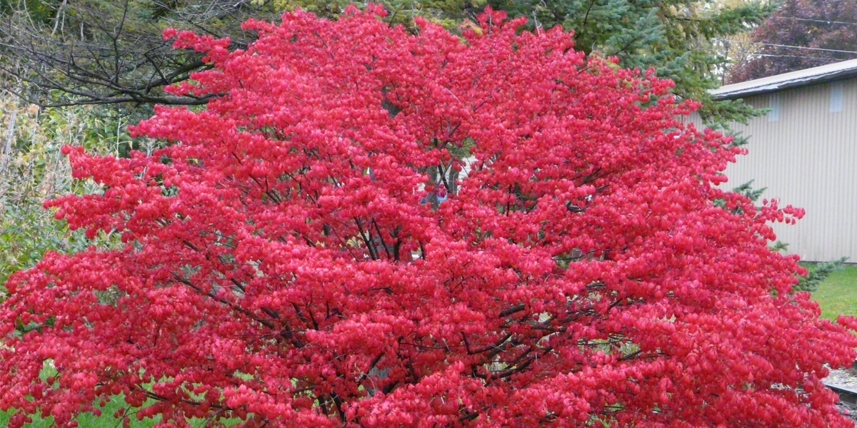 burning bush plant