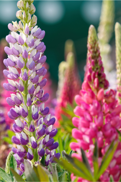 growing lupines