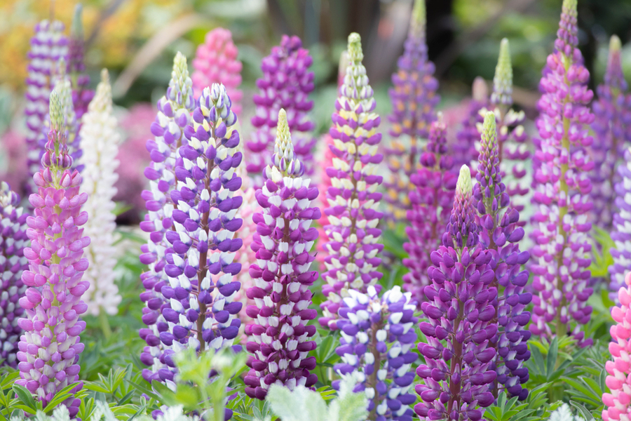 How To Grow Lupines - The Perennial That Actually Improves Soil!