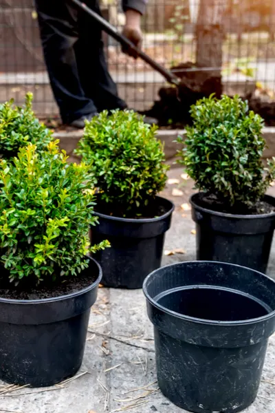 boxwood planting preperation