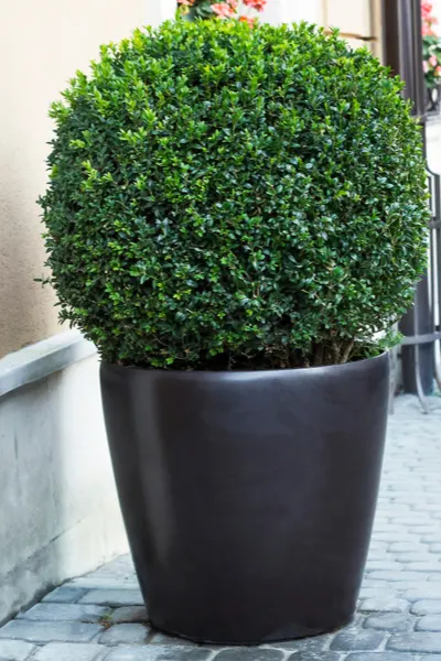 growing boxwoods