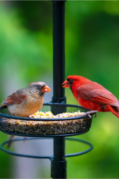 feeding cardinals in the winter