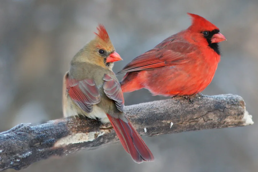 Blue jay and cardinal in snow storm.