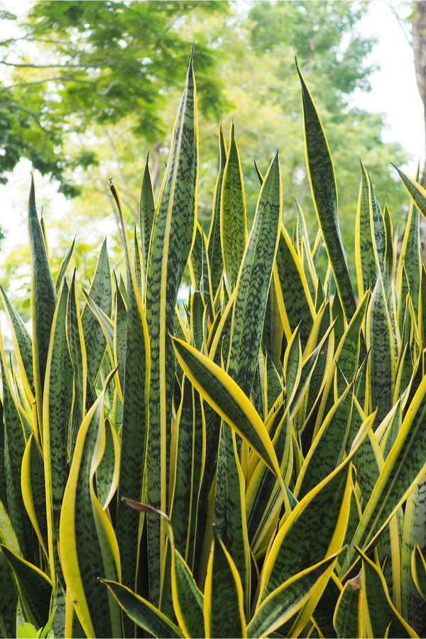 Best type of snake plant information