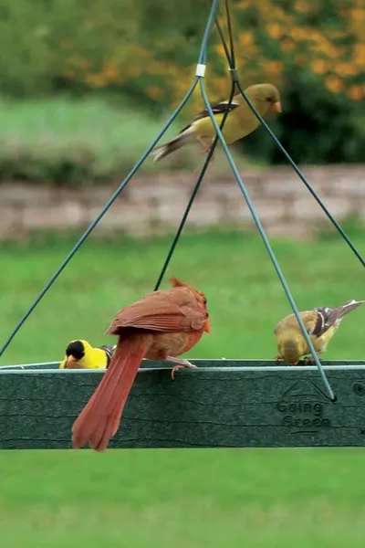 cardinal bird feeder platform