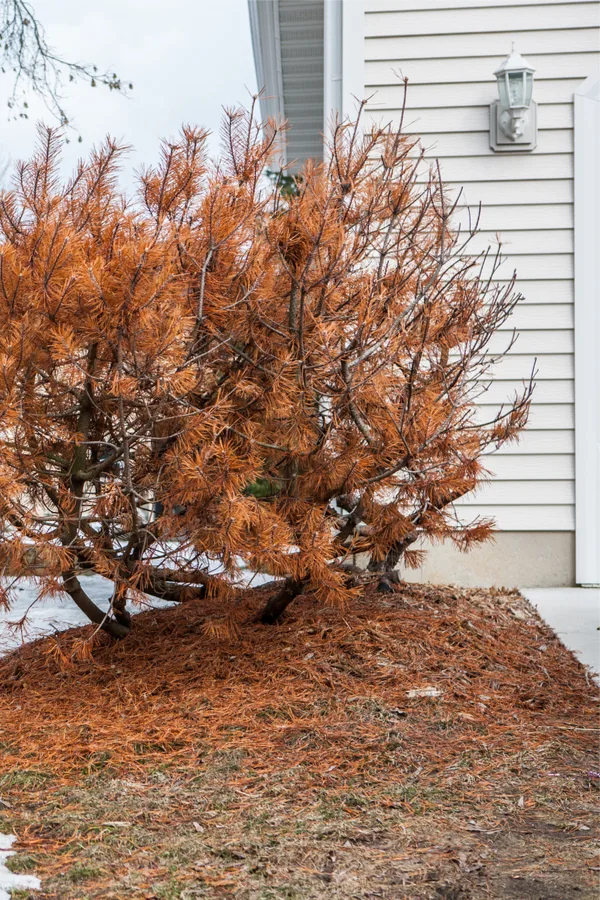 Why snow melt, de-icing rock salt damage trees, plants