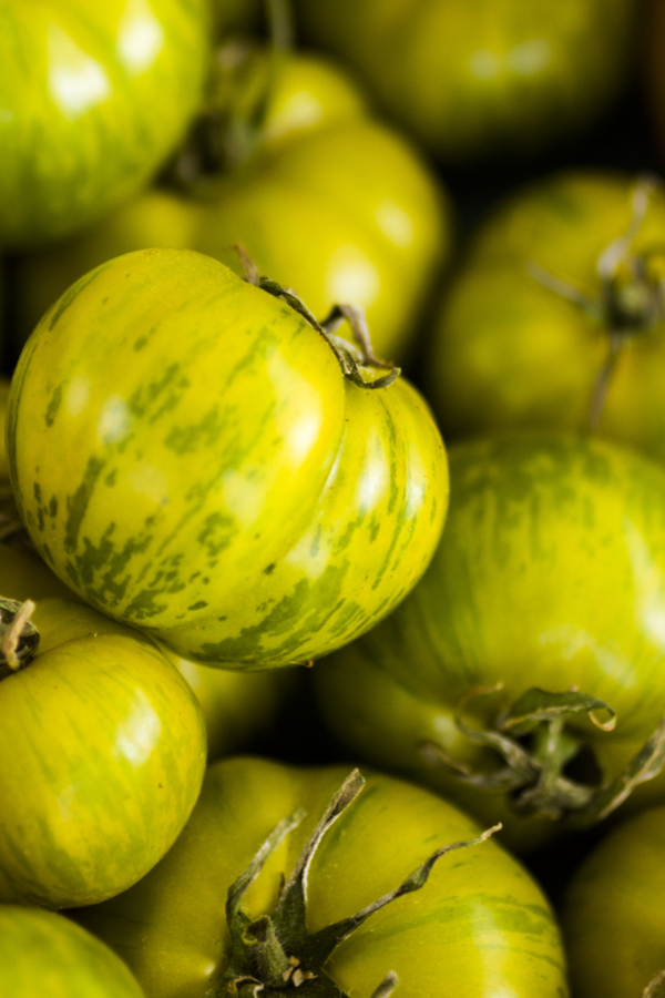 unique tomato plants