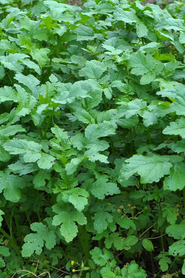 green manure cover crops