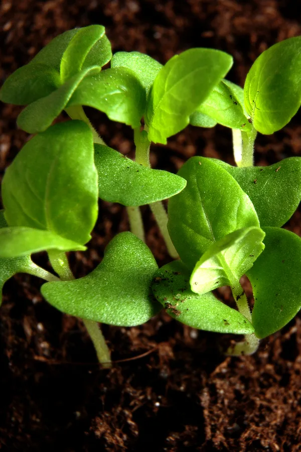 basil seedling