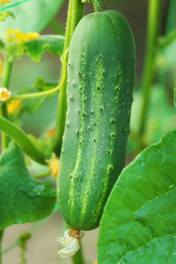 how to grow cucumbers - pickling cucumbers