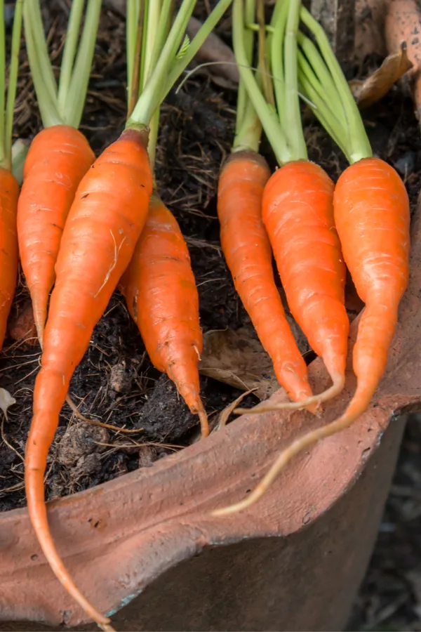 growing carrots in containers