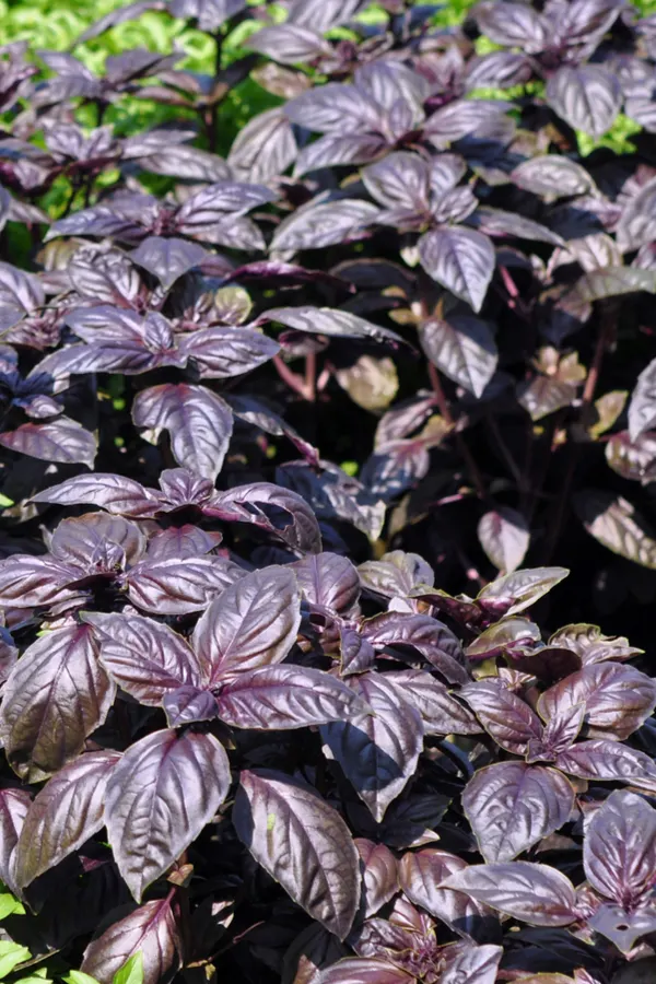 how to grow basil - purple basil