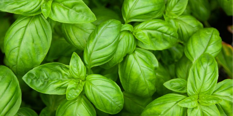 how to grow basil