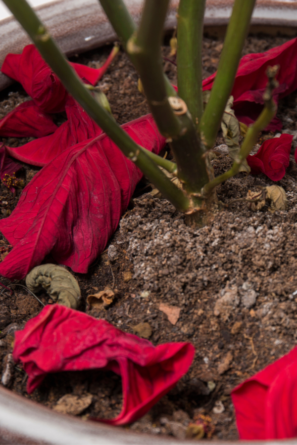 how to keep poinsettia plants alive